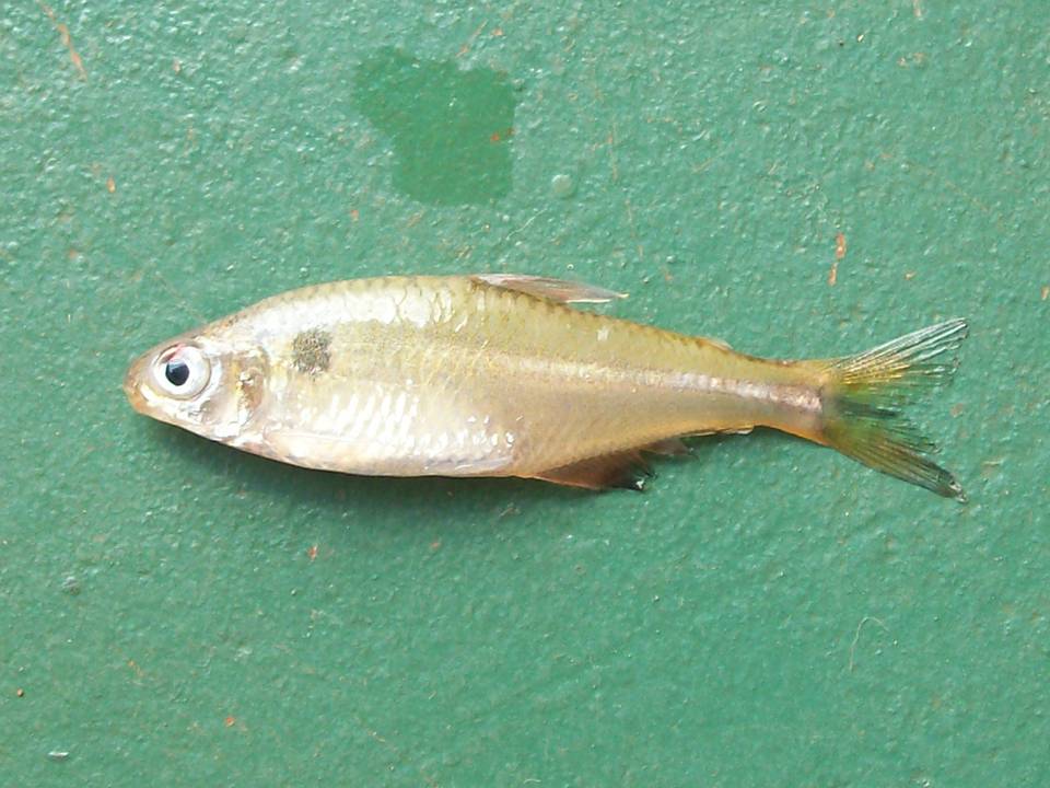 FIGURE 2b FIGURE 2b